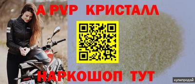 гашик Кингисепп