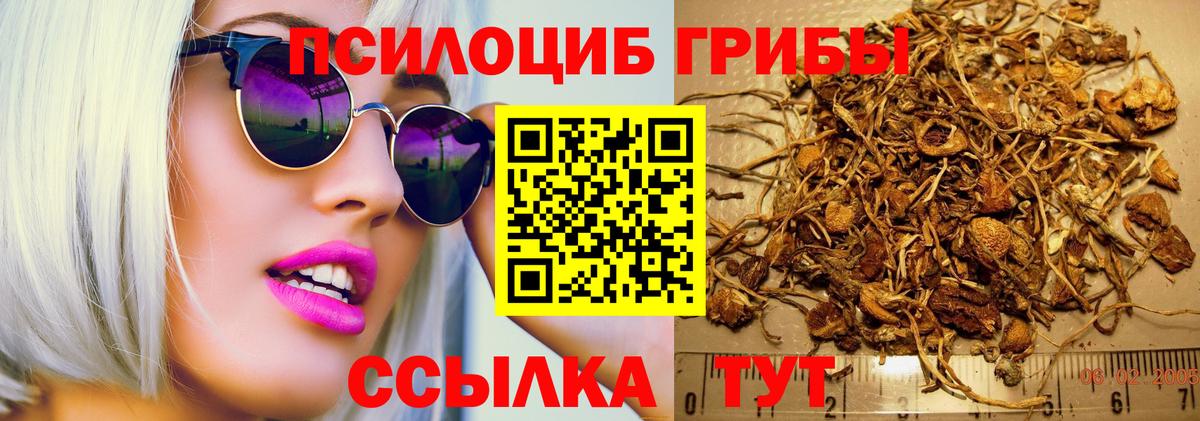 Галлюциногенные грибы Psilocybe Зима